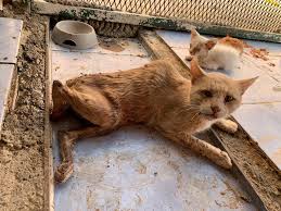 All our rescues have been health checked and receive the necessary medical treatment required to get them ready. The Real Price Of The Istanbul S Steet Cats Fairy Tale