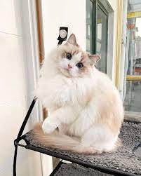 ragdoll cats cat breed information pictures characteristics and facts cute baby animals pretty cats beautiful cats
