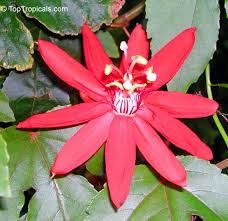 Image result for Passiflora vitifolia
