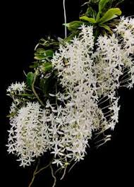 Image result for Mystacidium gracile