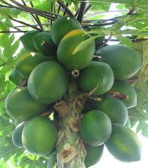It will take about 6 months in a tropical region, or up to 11 months for a more temperate region. Papaya Simple English Wikipedia The Free Encyclopedia