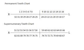 Chart For Tooth Numbering Disclosed Dental Chart With Teeth
