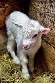 3 Baby Goat Baby Animals Baby Goats Animals Beautiful
