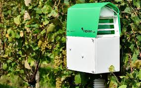 Image result for Lobesia botrana grapevine