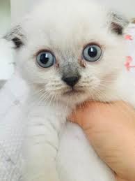 Disi Kedi Isimleri Onerebilir Misiniz Kizlarsoruyor