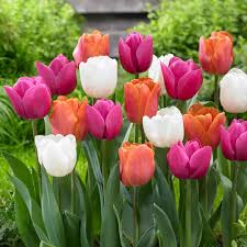 Garden State Bulb Tulip Garden Party Mix Bulbs 50 Count Pack Hof18 05 The Home Depot Tulips Garden Planting Bulbs Tulips