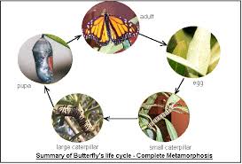 Cycle1 Gif 619 420 Butterfly Life Cycle Life Cycles Butterfly