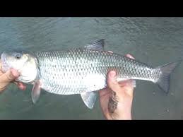 Strike king bitsy flip jig $ 2.29. Lure Fishing 56 Drifting Strike King Bitsy Tube Jigs For Big Fallfish In A Small River Youtube