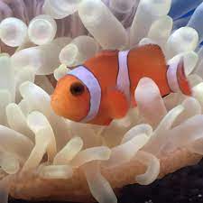Oceanside Aquariums Mt Juliet Tn Reptile Pet Store Reptiles Pet Aquarium