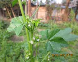 Image result for Malva verticillata