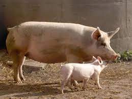 Happy Togheter In Peace Pig Art Little Pigs Pig