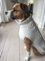 Chris Evans Put His Dog In The Knives Out Sweater And It Is Adorable Chris Evans Evan Chris