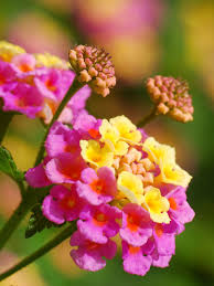 Image result for Lantana angolensis