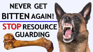 Dog food aggression (sometimes called canine possession aggression or food guarding) is a dominance issue, it is serious and needs to be addressed immediately. How To Stop Food Aggression Resource Guarding Stop Biting When Giving Treats Youtube