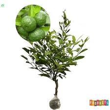 See more of jeruk limo,buah&daun tangkil on facebook. Jual Bibit Jeruk Limo Tinggi 70 Cm Unggulan Berkualitas