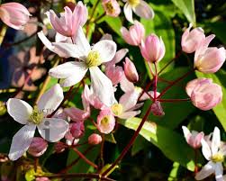 Dit staat aangegeven bij de soort clematis. Clematis Armandii Hendersonii Rubra Groenblijvende Bosrank Vertrouwd Online Kopen