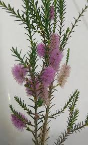 Image result for Melaleuca decussata