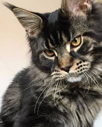 Black And White Tabby Maine Coon Pin On Maine Coons
