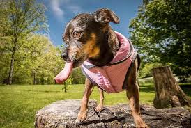 Why Does My Dog Lick Their Butt Private Areas Dr Marty Pets