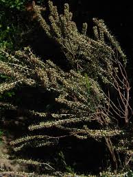 Image result for Erica lanceolifera