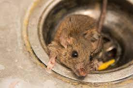 Oct 20, 2012 · a smell began emerging in my front room about 10 days ago. How To Properly Dispose Of A Dead Rat Terminix