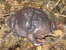 In june 2018 about 158 individuals remained. 50 Rare Creatures That Are Almost Too Weird To Actually Exist
