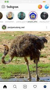 Meme Lucu Burung Kepala Ular Meme Lucu Meme Lucu