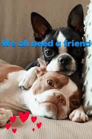Two pink spotlights illuminate the congratulatory lettering in the center of this gif. Boston Terrier Gifs Tenor