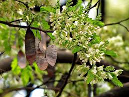 Image result for Dalbergia lactea