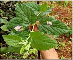 Image result for Psoralea