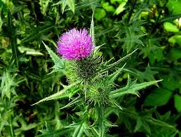 身近で見かける似た様なキク科の花達 10月 アザミの仲間 黄色い似た花 花と徒然なるままに