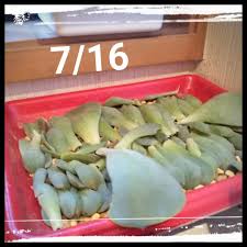 7 16 七福神葉挿し初日 多肉植物の成長記録 主に七福神 楽天ブログ