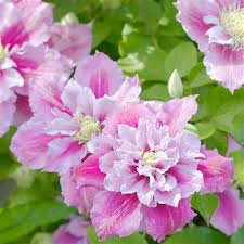 Clematis may be planted either in fall or spring; Piilu Clematis Vine Heaviest Blooming Clematis 2 5 Pot Little Duckling Walmart Com Walmart Com