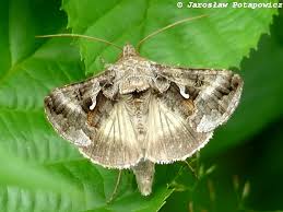 Image result for Autographa gamma