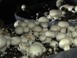 O Champignon Tambem Chamado Champignon De Paris E Um Cogumelo Comestivel Cultivar Cogumelos Cogumelos Cogumelos Comestiveis
