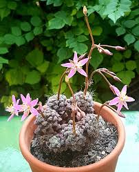 Image result for Anacampseros subnuda