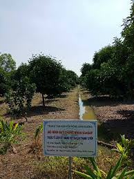 Măng cụt, này tôi đi hái, vào thời điểm, gần cuối vụ, nên chín rộ, nếu các bạn, có dịp hãy về, long khánh quê tôi bán đất vườn trái cây măng cụt 1,2tỷ xã lộc thái,lộc ninh bình phước lh 0399724559. Thu TrÄƒm Triá»‡u Má»—i NÄƒm Tá»« MÄƒng Cá»¥t Vietgap Vnexpress