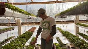 573 state circle ann arbor, mi 48108. Deep Winter Greenhouse Grows Veggies Year Round Mpr News