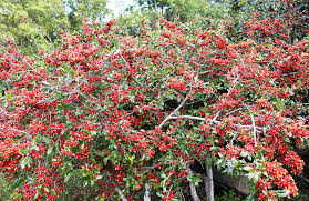 Image result for Ochna cinnabarina