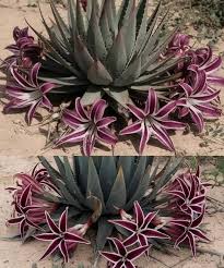 Image result for Tridentea marientalensis