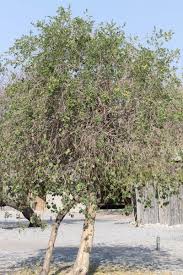 Image result for Maerua angolensis