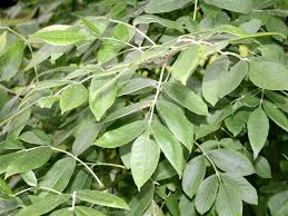 Image result for Landolphia foretiana