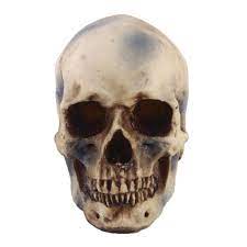 Human skull decoration prop skeleton plastic head halloween coffeebar ornament j. Buy 1 1 Realistic Replica Human Skull Resin Skeleton Head At Affordable Prices Free Shipping Real Reviews With Photos Joom