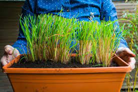 You can start harvesting even when the plant is quite young. Grow Your Own Lemongrass Hgtv