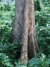 Image result for Terminalia superba