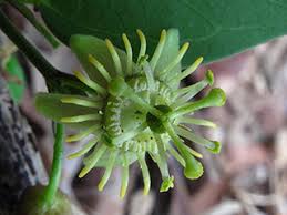 Image result for Passiflora suberosa