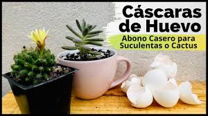 Ver más ideas sobre suculentas, cactus y suculentas, plantas suculentas. Prescribir Hervir Dictador Abono Cactus Clubdeportivobomberosdemadrid Com