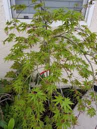Buy this weeping japanese maple tree online with confidence at our online japanese maple store! Ryusen Japanese Maple 2018 Japanese Maple Japanese Bonsai