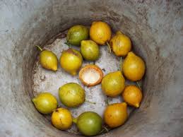 Image result for Garcinia pachyclada