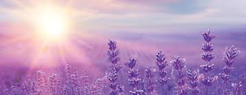 Lavender Little Trees Here you can find only the best high quality wallpapers, widescreen, images, photos, pictures, backgrounds of lavender. little trees